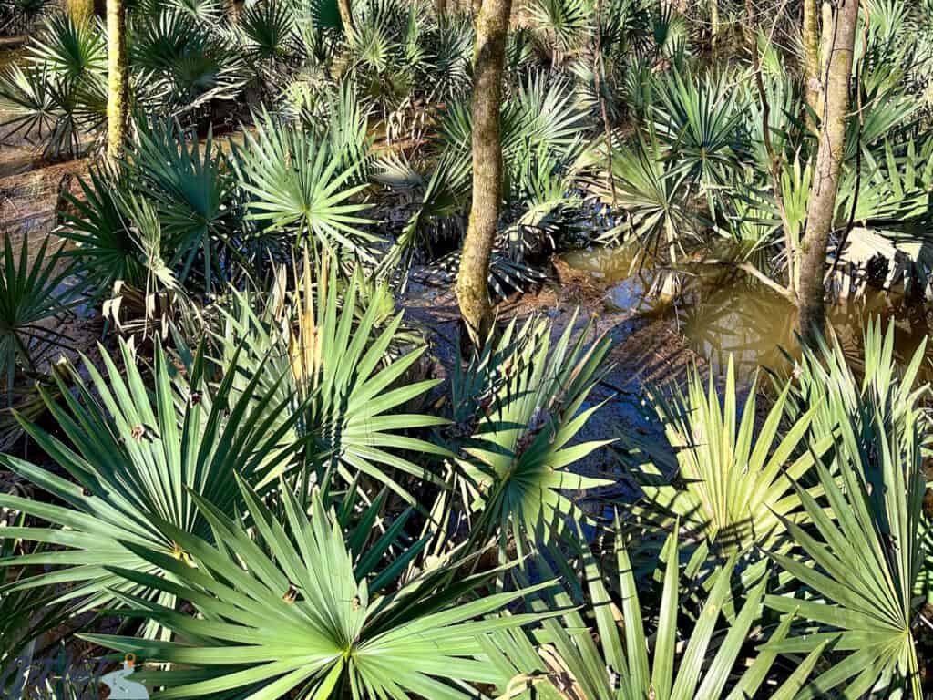 dwarf palmetto