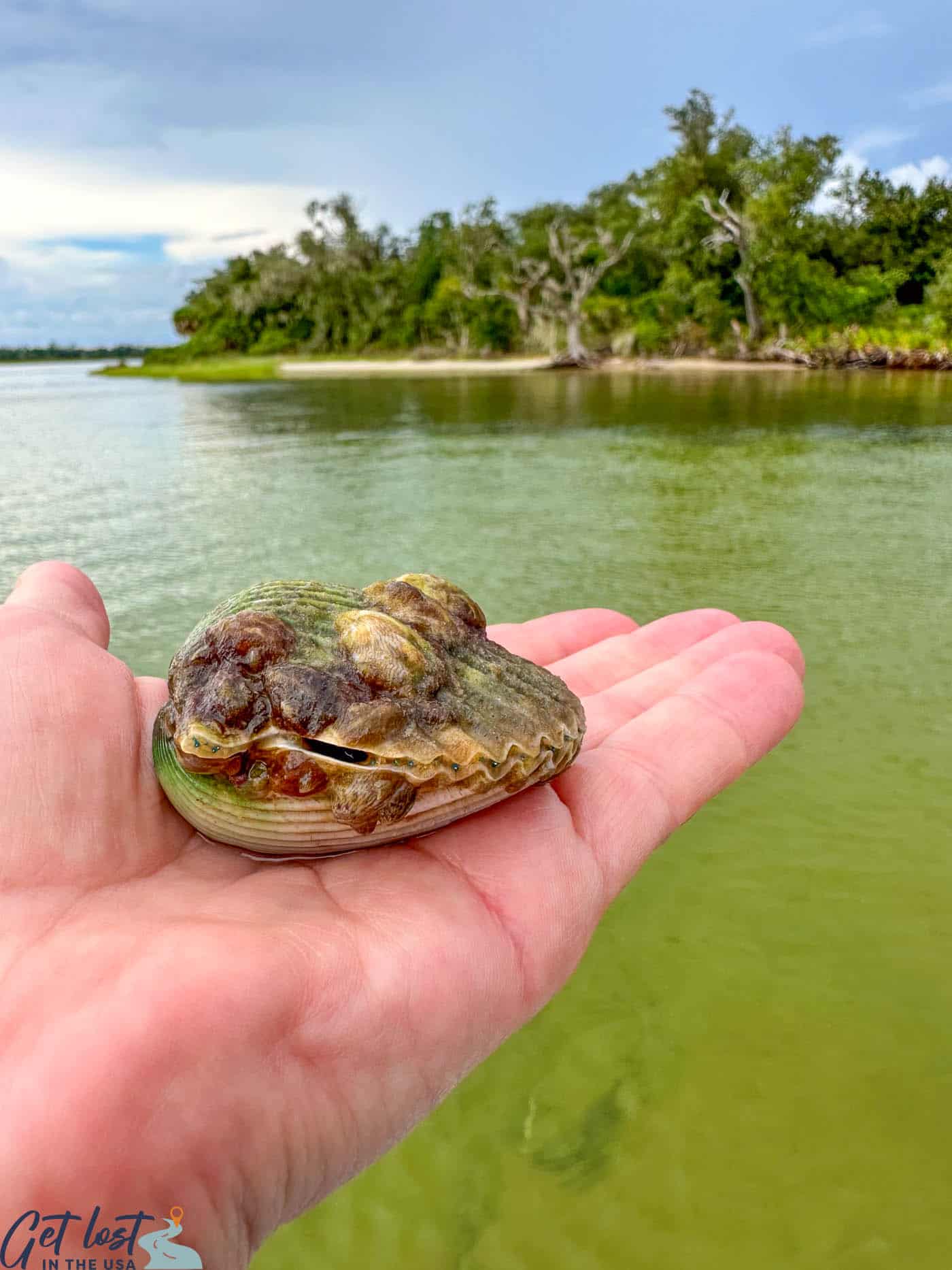 hand holding scallop in front of Shell Island.