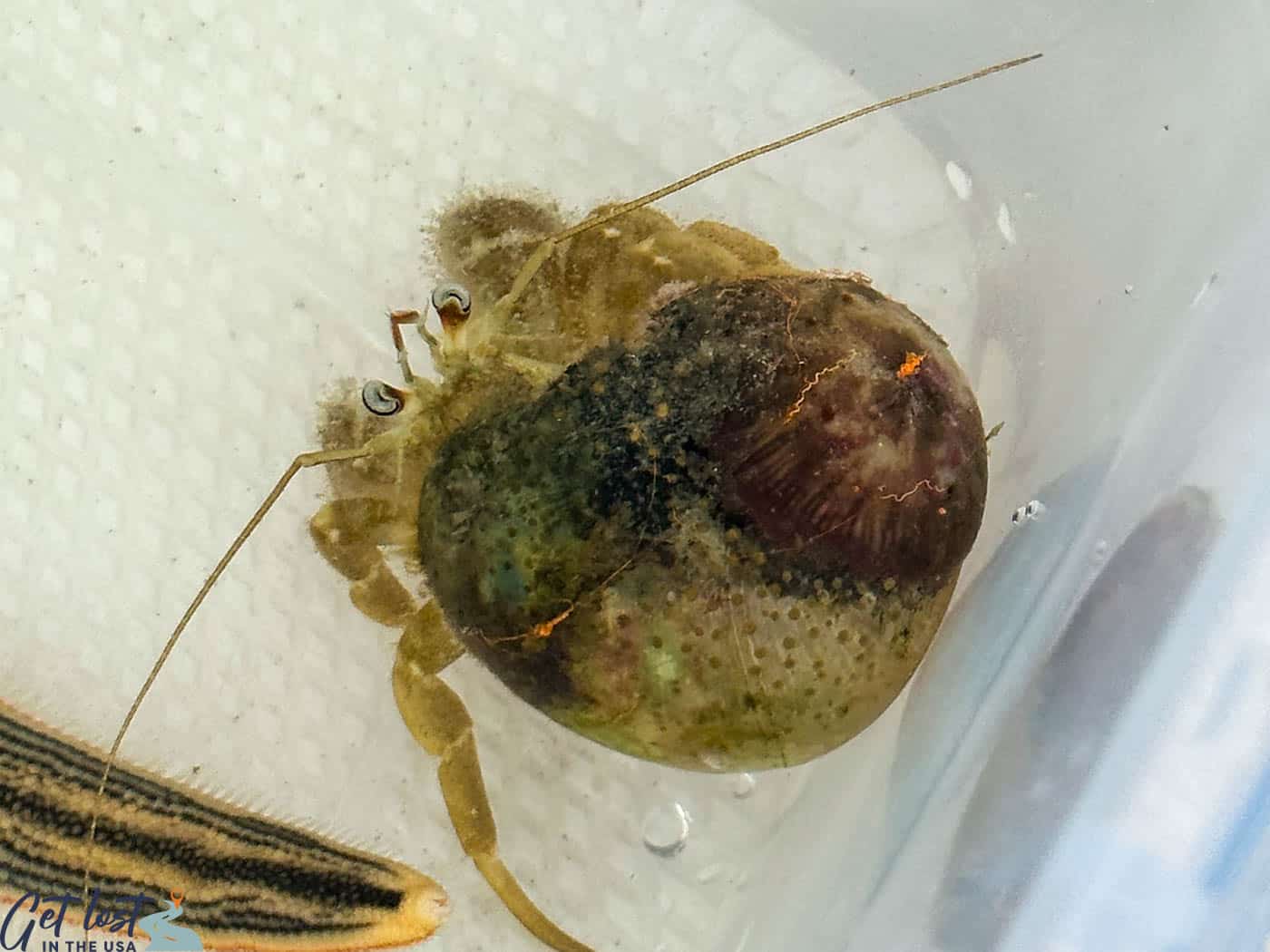 hermit crab in container.