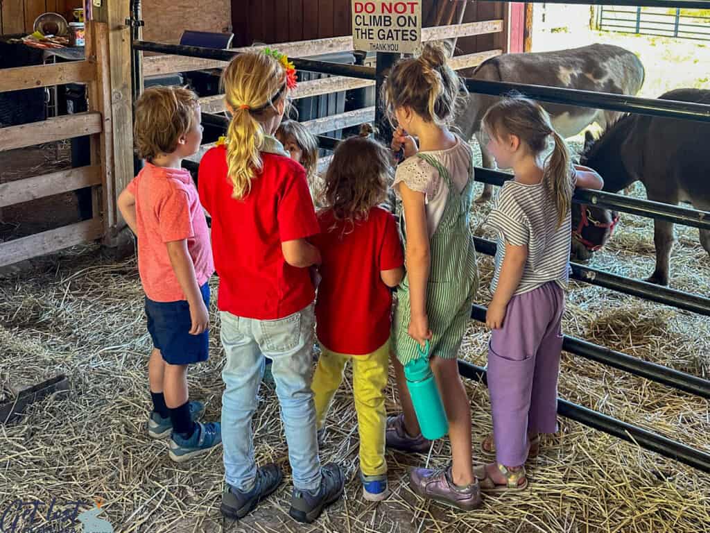 kids gathered around barnyard animal pen.