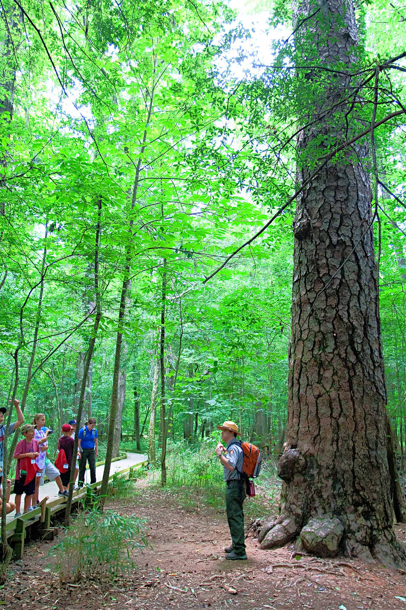 loblolly pine at Congaree National Park