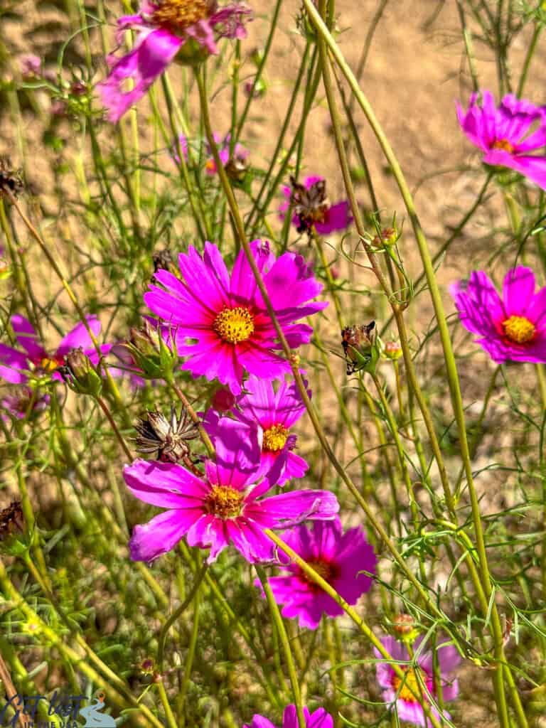 pink petaled flowers.