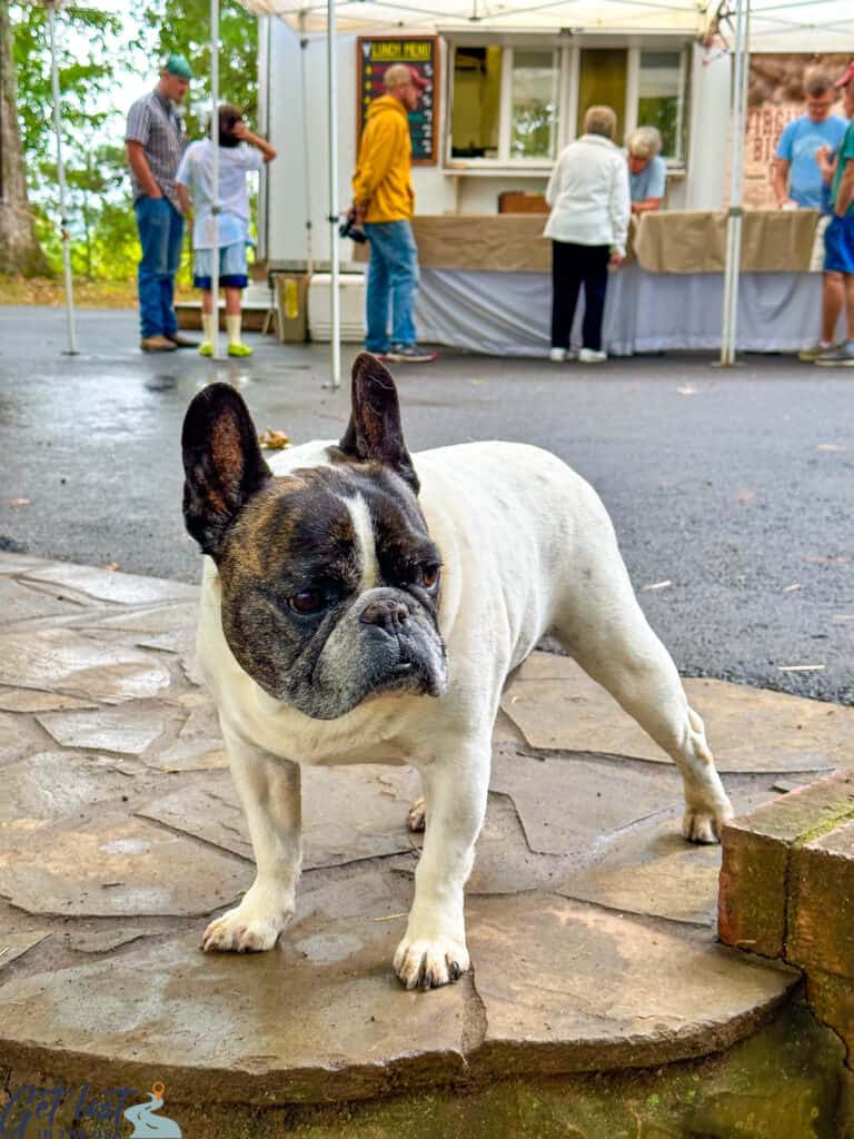 pug standing on ground.