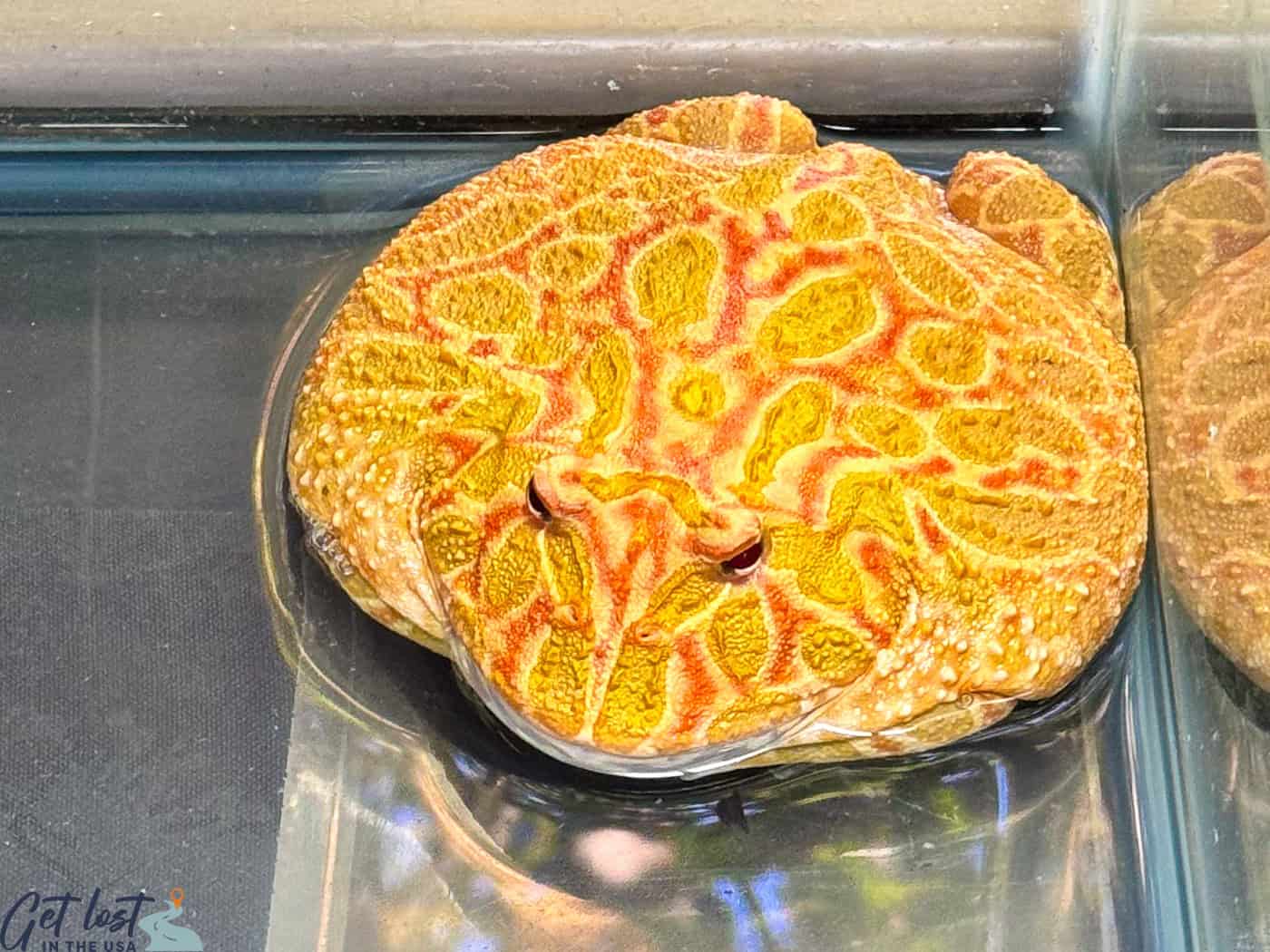 fat yellow frog.