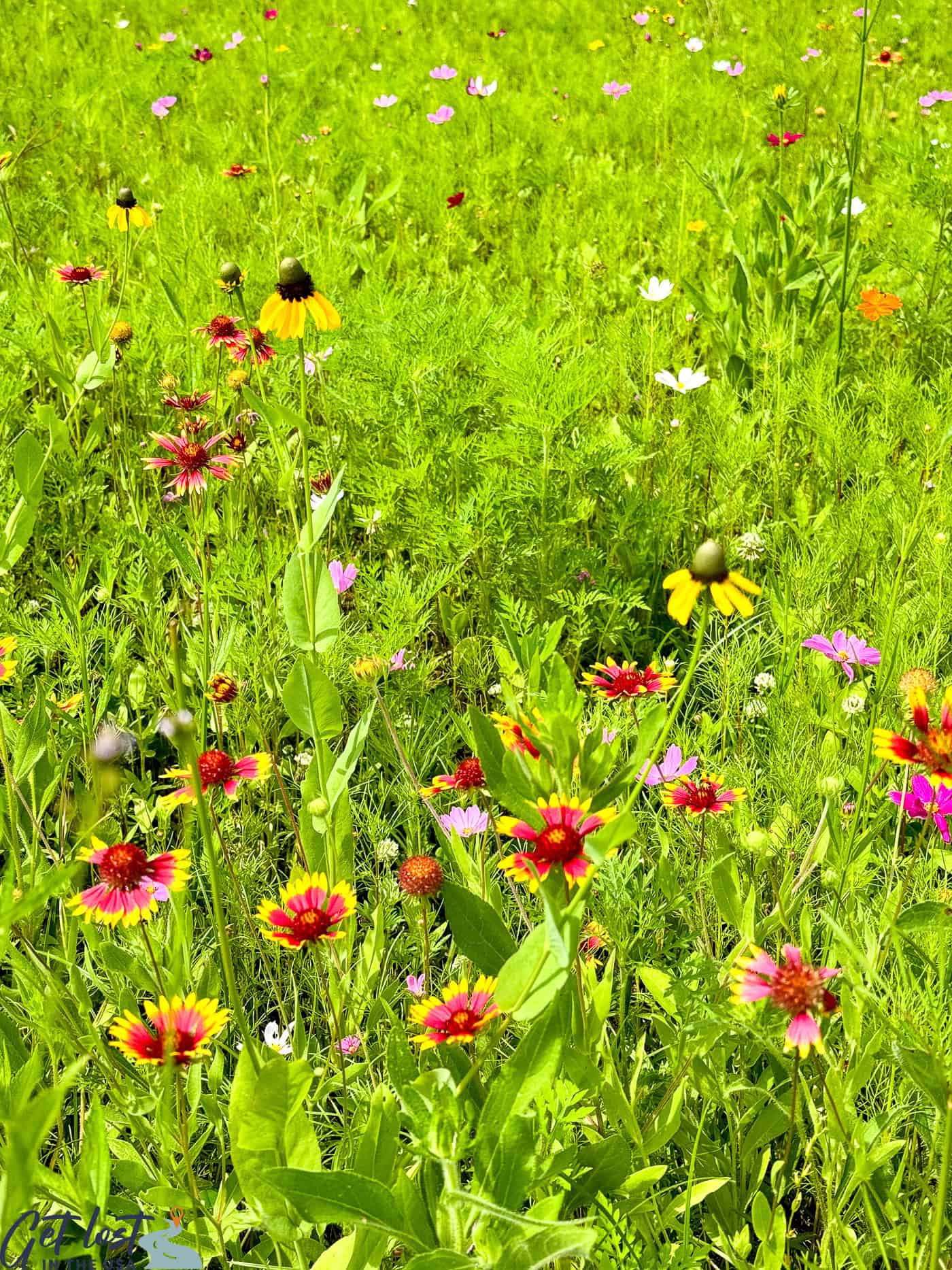 wildflower field.