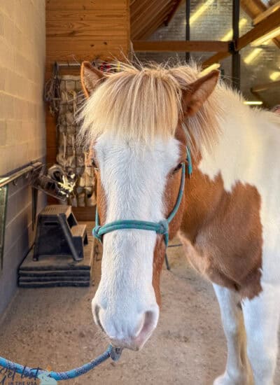 Icelandic horse.