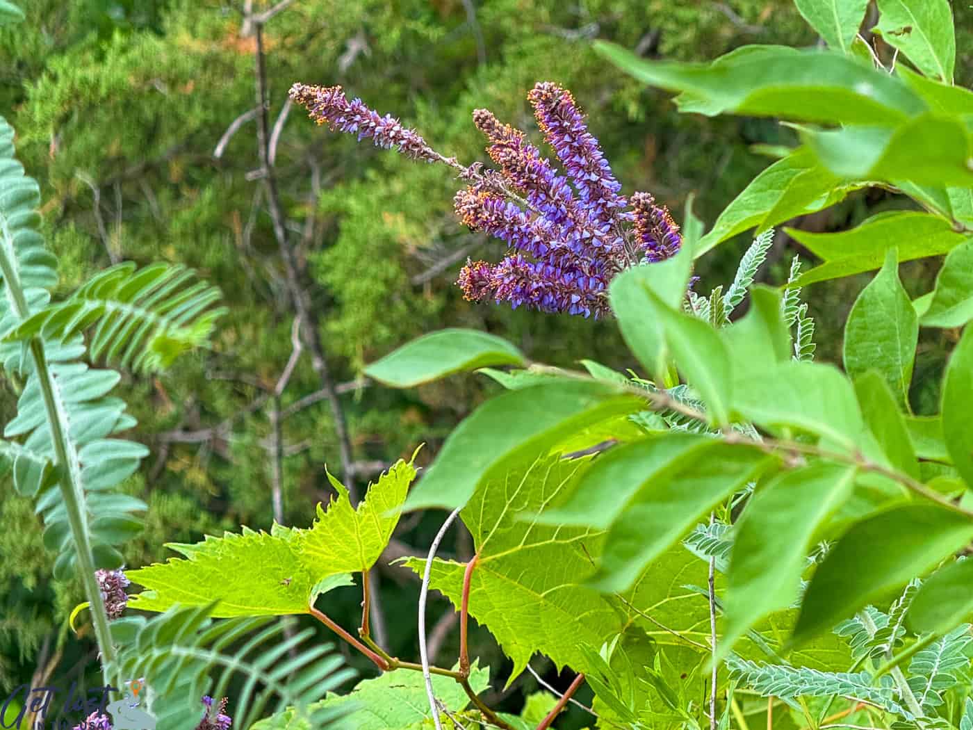 Leadplant.