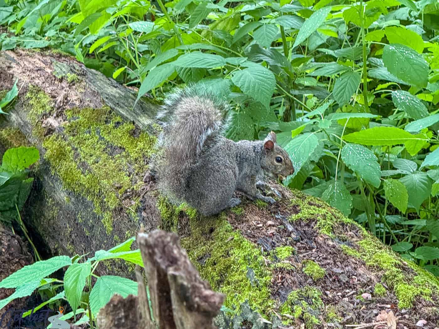 squirrel on log.
