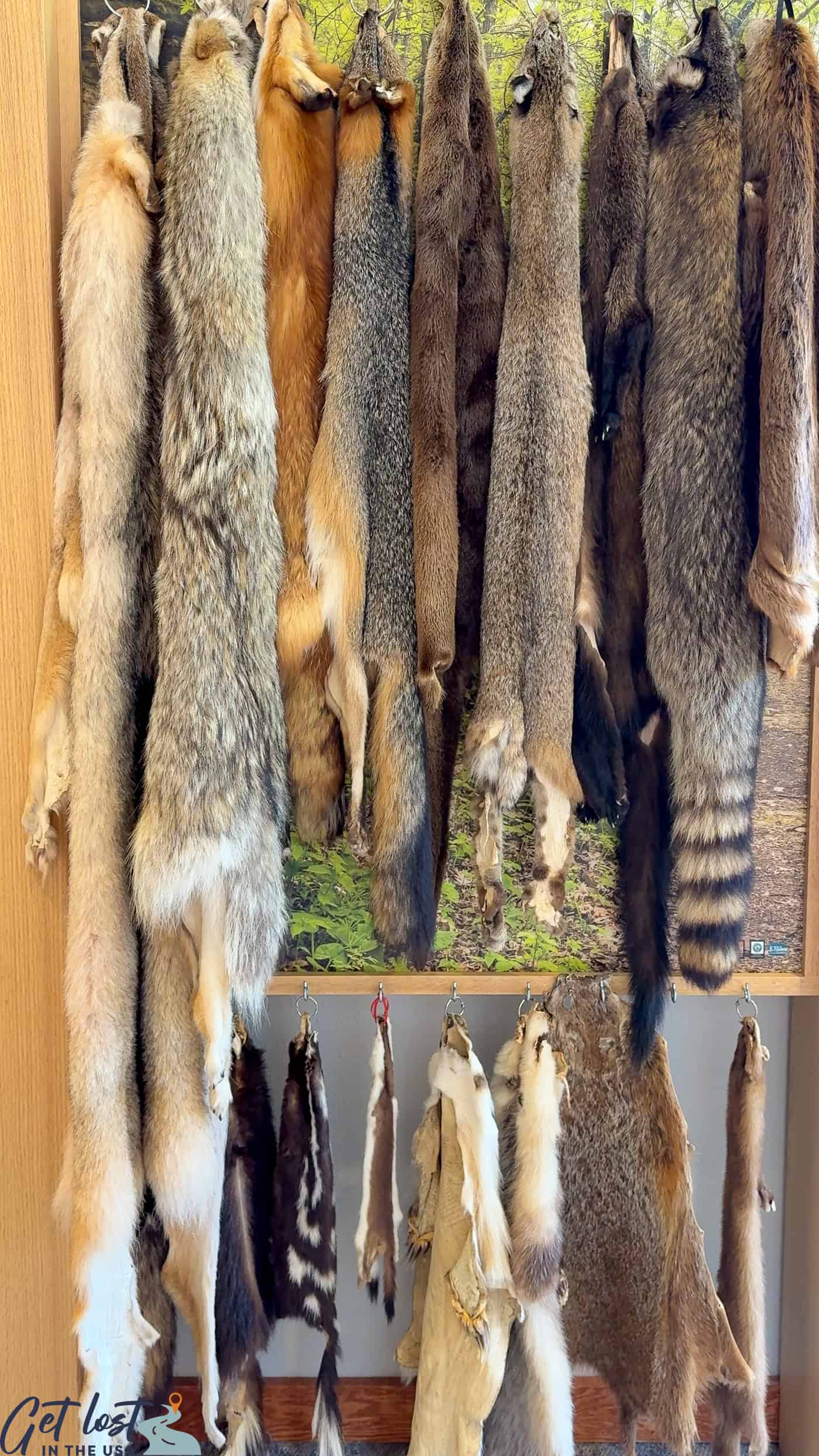 animal furs in Driftless Area visitor center.