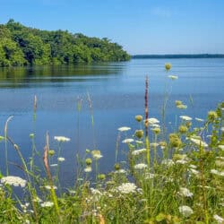 wildflowers at Crab Orchard National Wildlife Refuge.