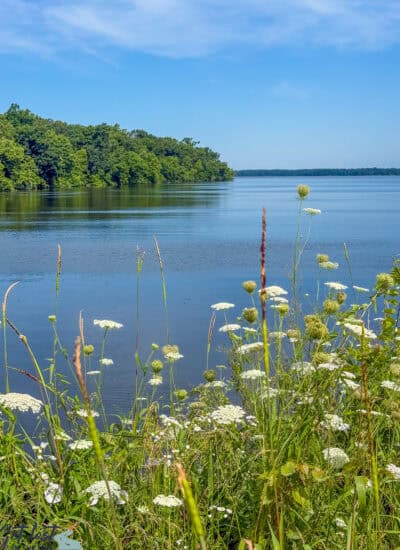 wildflowers at Crab Orchard National Wildlife Refuge.