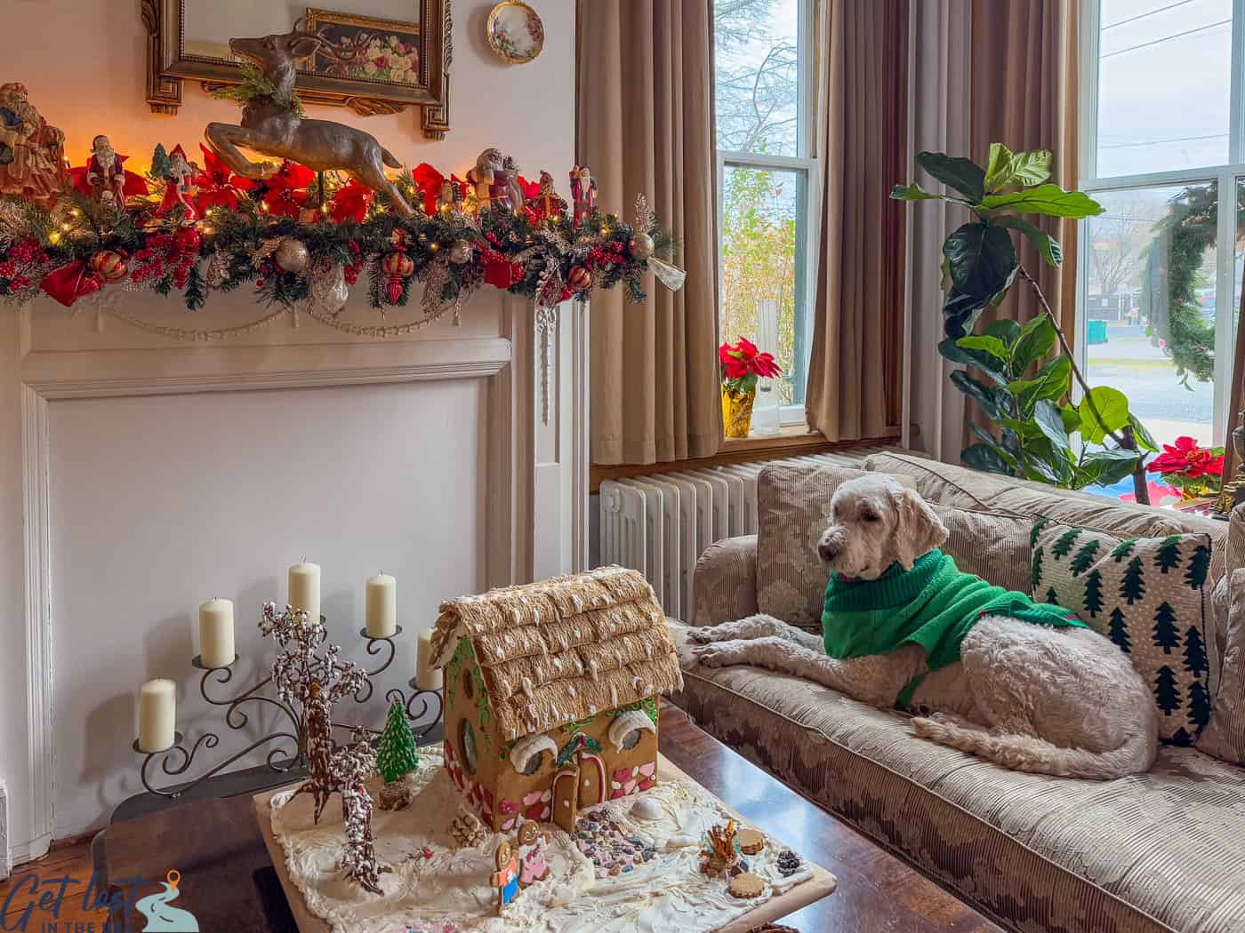 dog at Olinger House Bed and Breakfast.