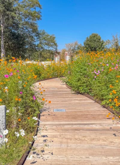 boardwalk through Mulberry Street Cemetery.