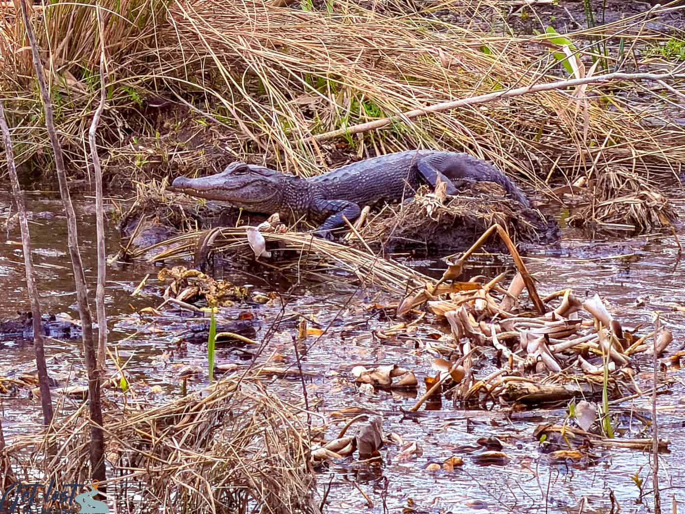 alligator on bank in swamp.