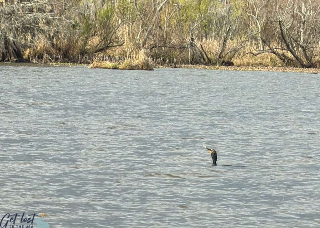 cormorant with fish in mouth.