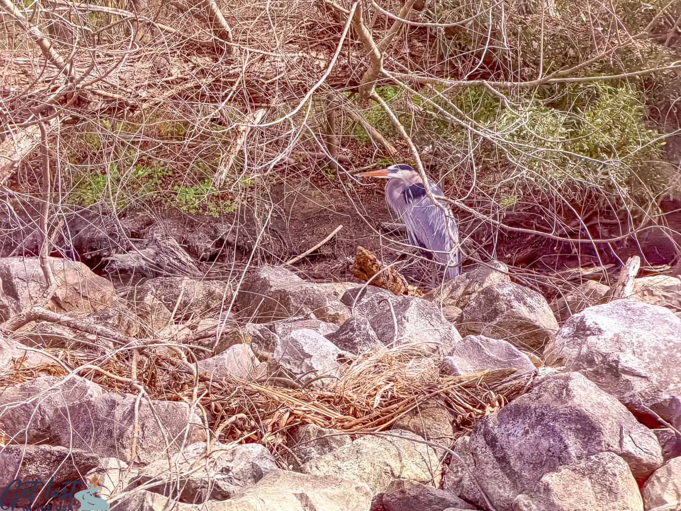 blue heron in swamp.