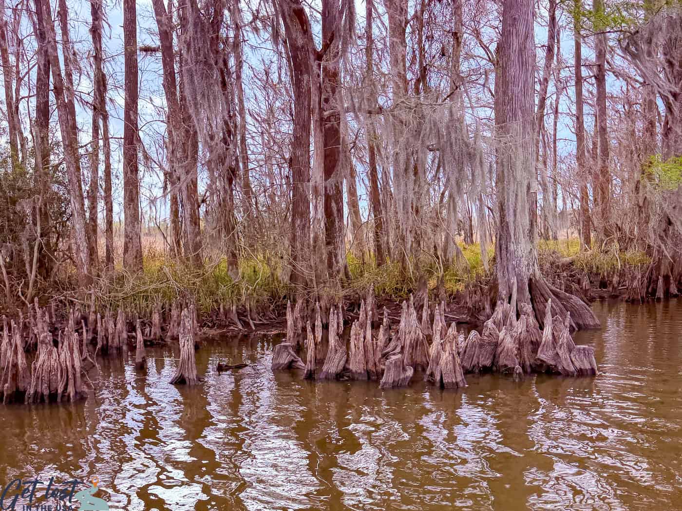 cypress knees.