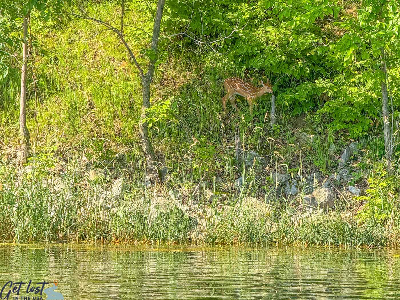 deer on bank in Brushy Creek.