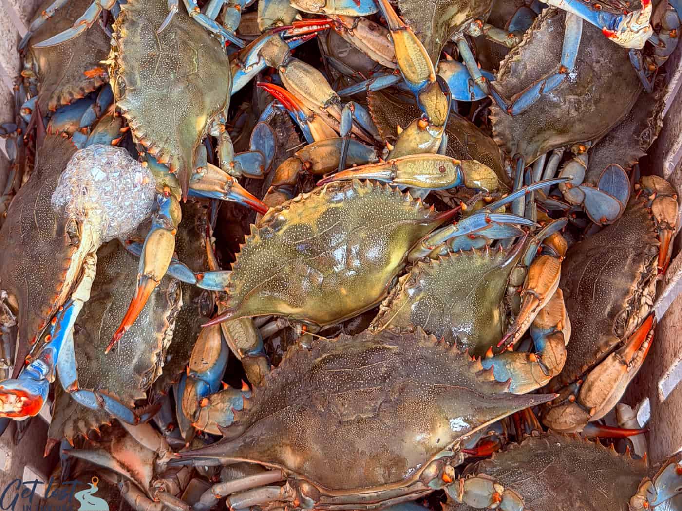 Blue crabs for sale at Westwego Shrimp Lot Louisiana.