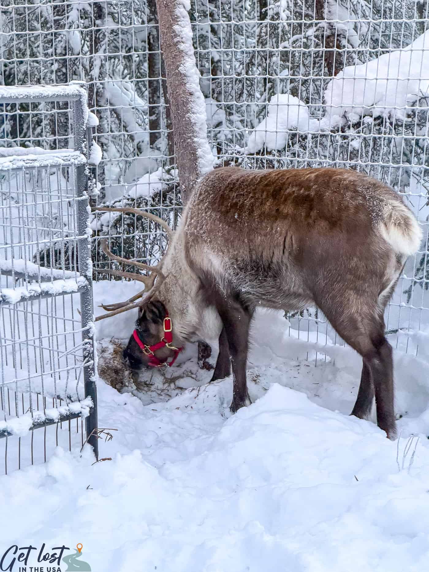 a reindeer eating plants in snow.