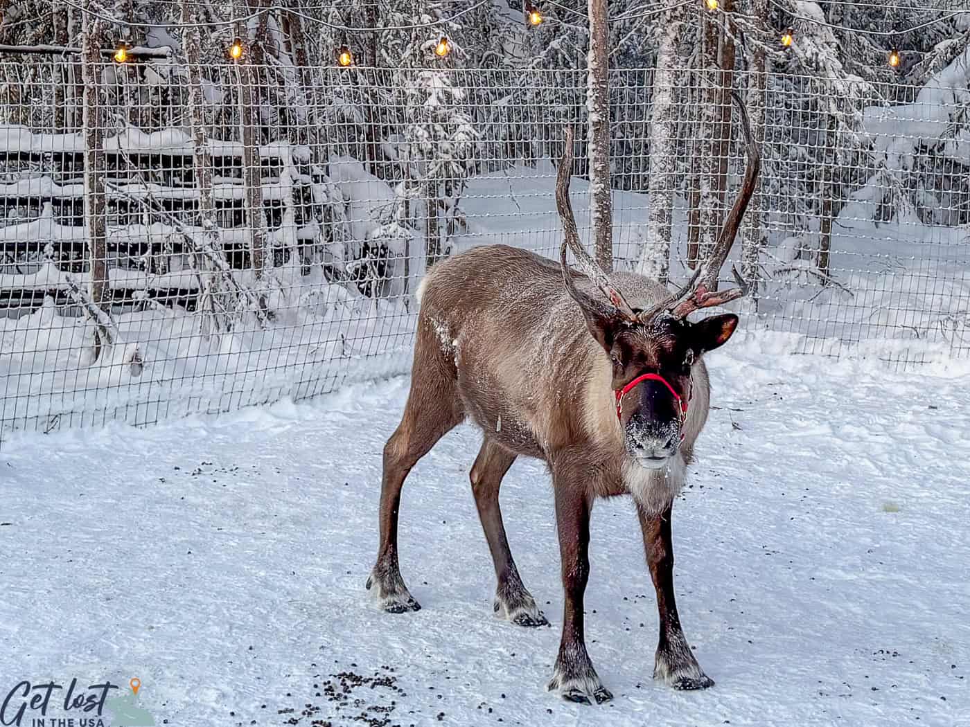 a reindeer standing in snow.