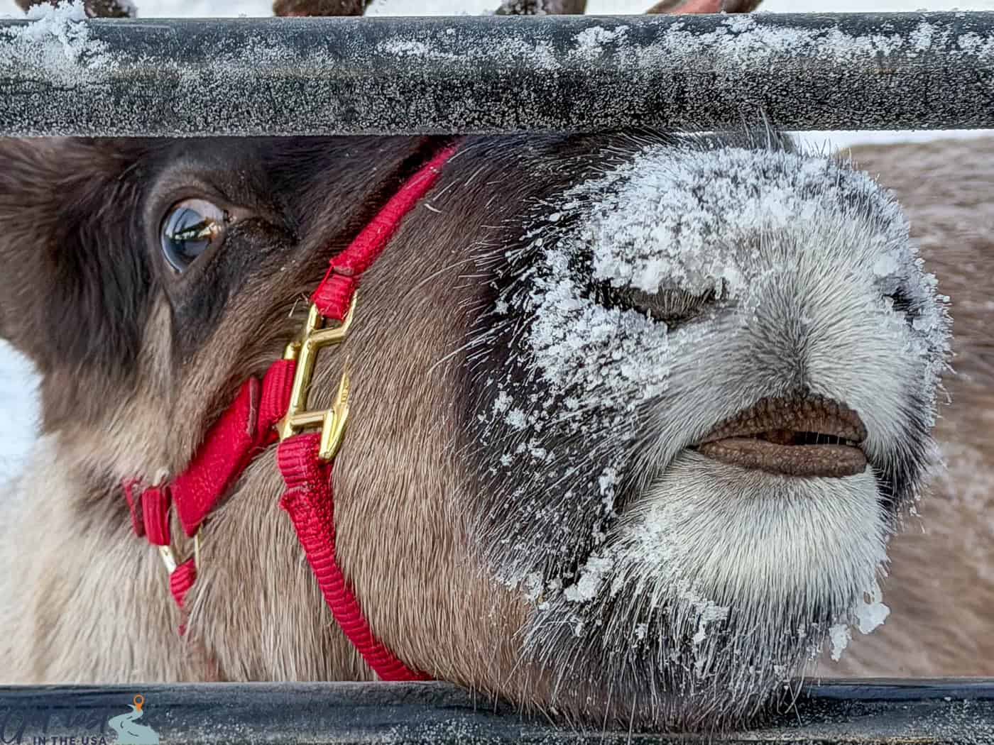 funny reindeer snout.