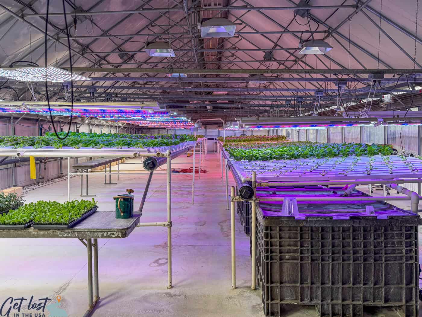 growing plants - Chena Hot Springs Resort.