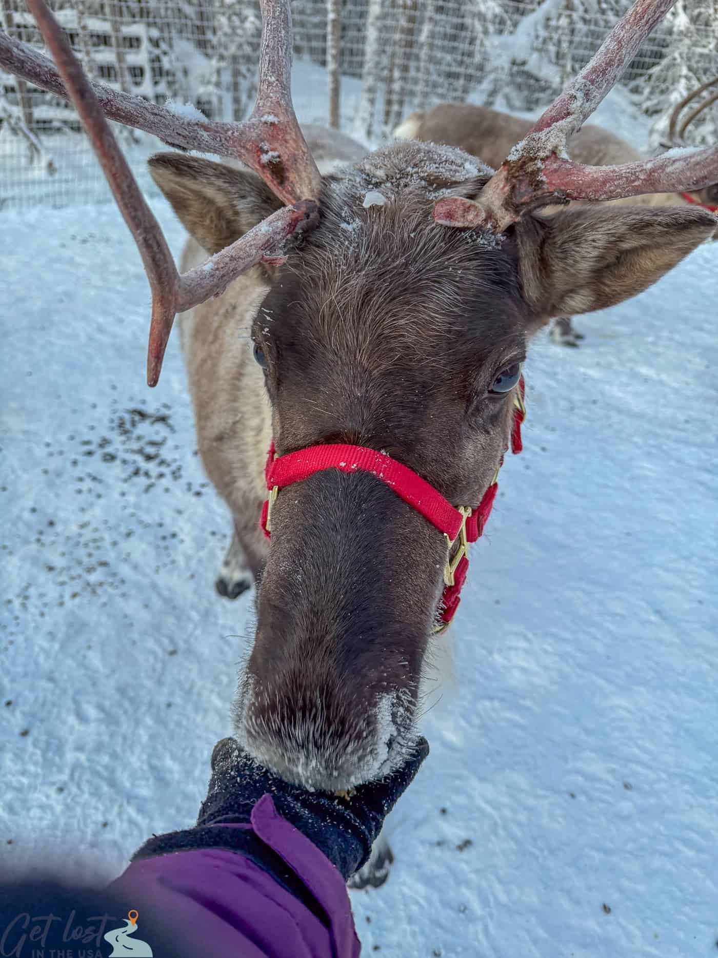 hand feeding a reindeer.