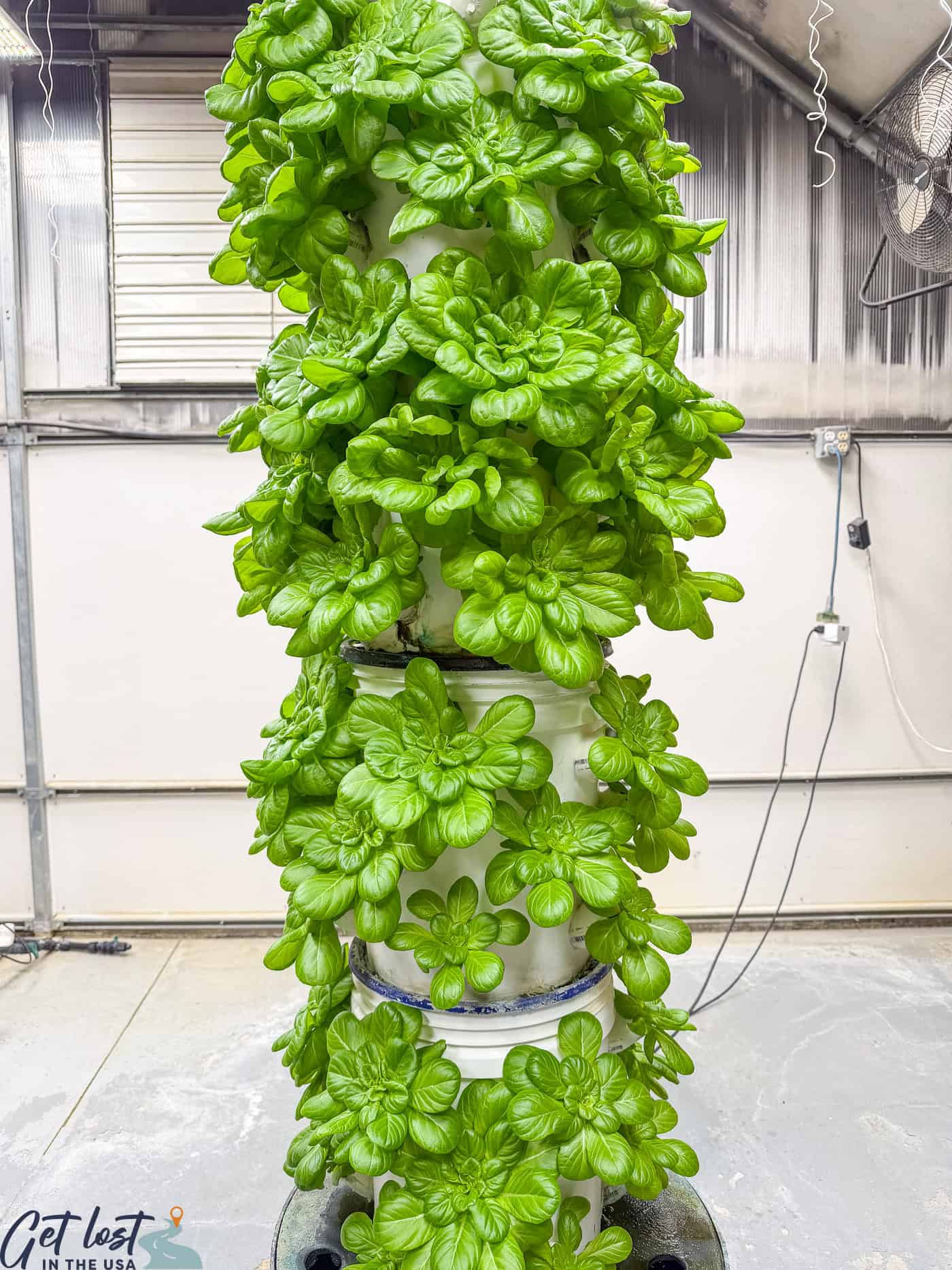 hydroponic tower of plants.
