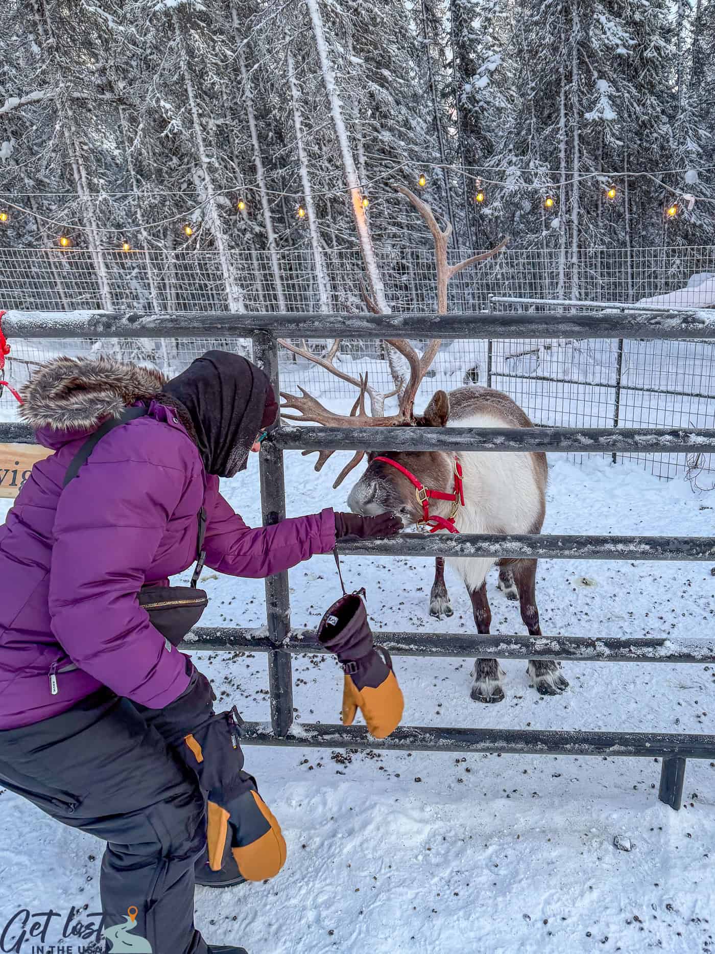 lady feeding a reindeer in pen.