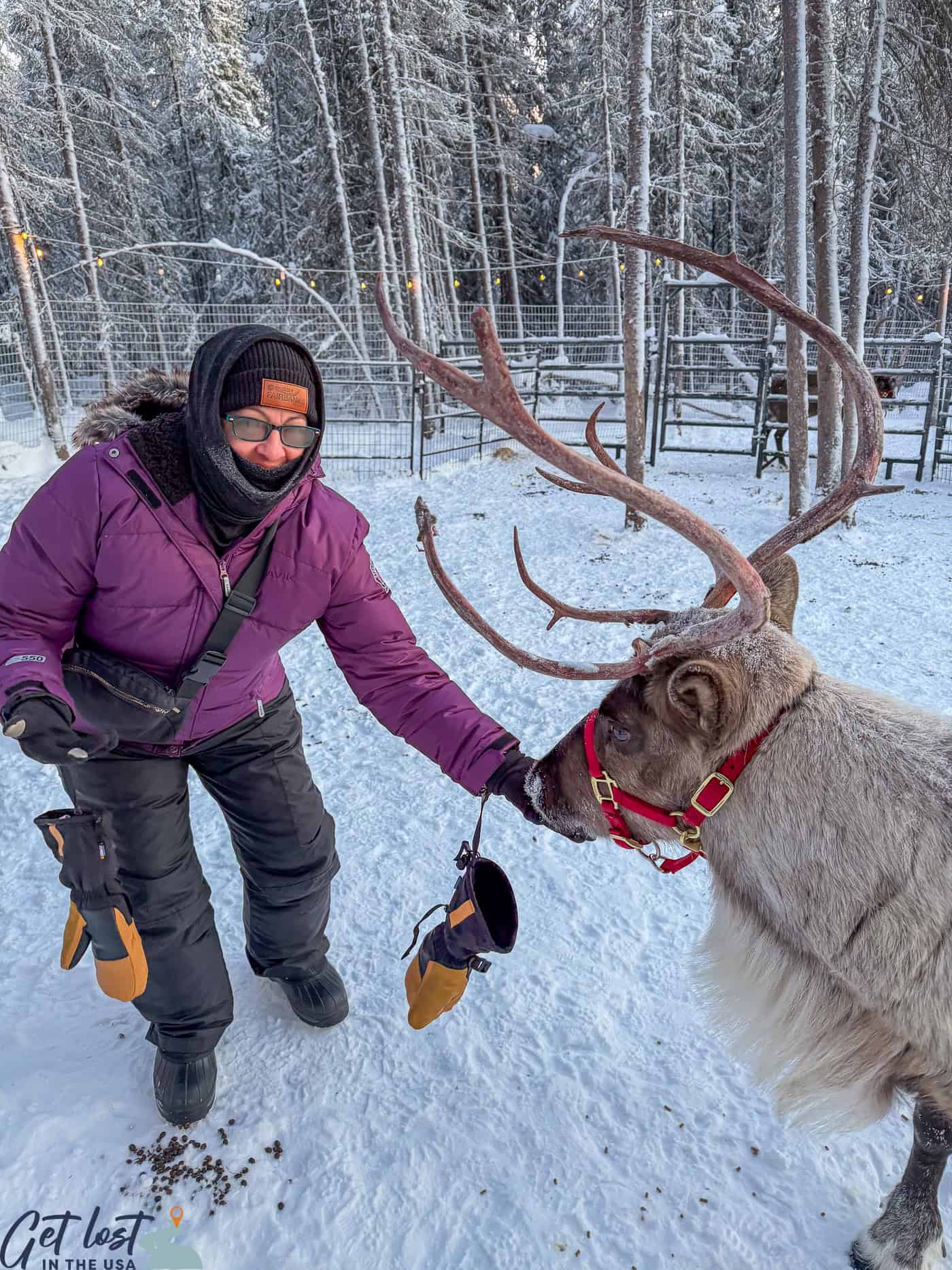 lady feeding reindeer.