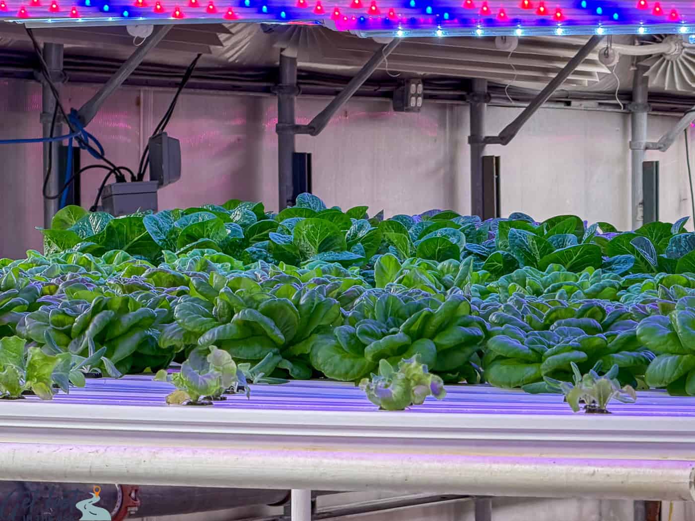 lettuce in greenhouse.