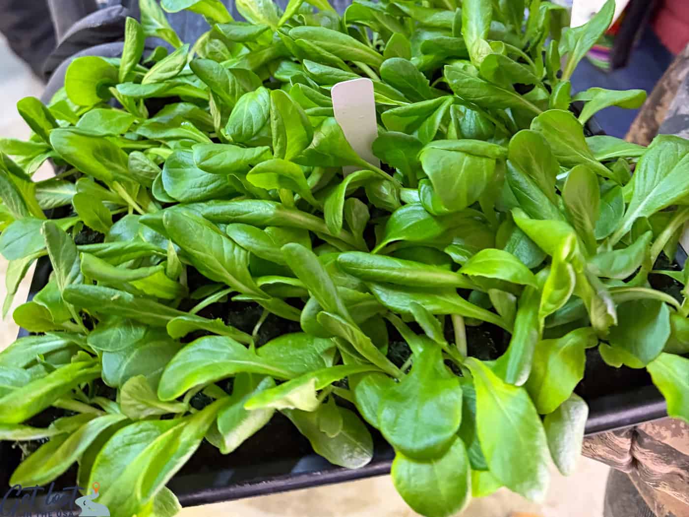 plants growing in greenhouse.