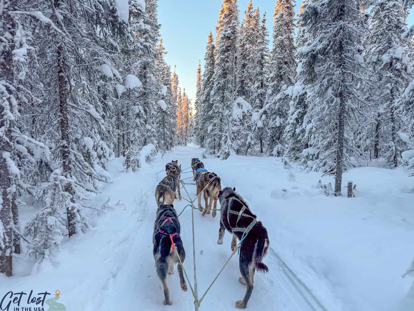 pov from sleigh of sled dogs pulling sleigh Borealis Basecamp.