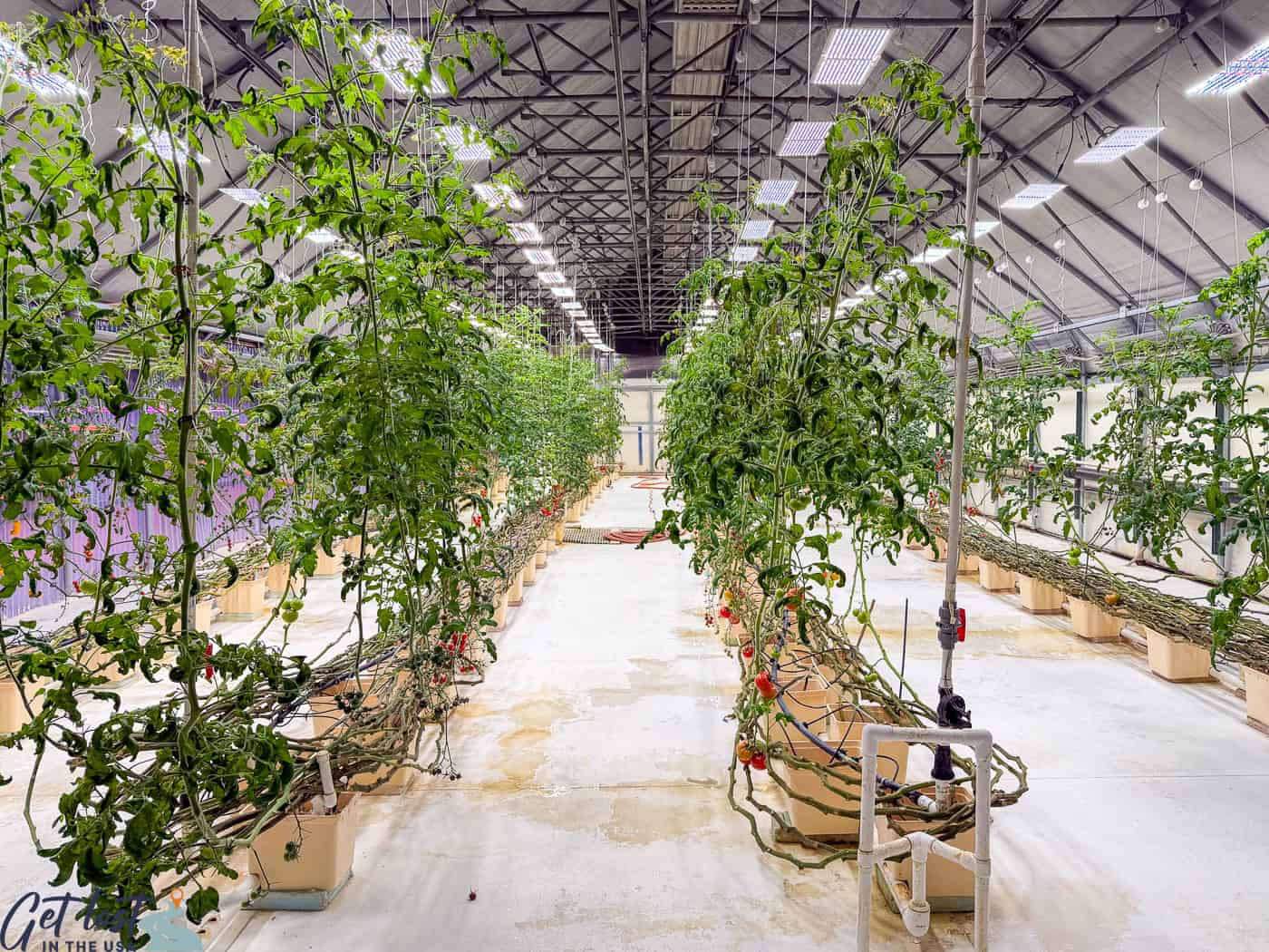 rows of plants in greenhouse.