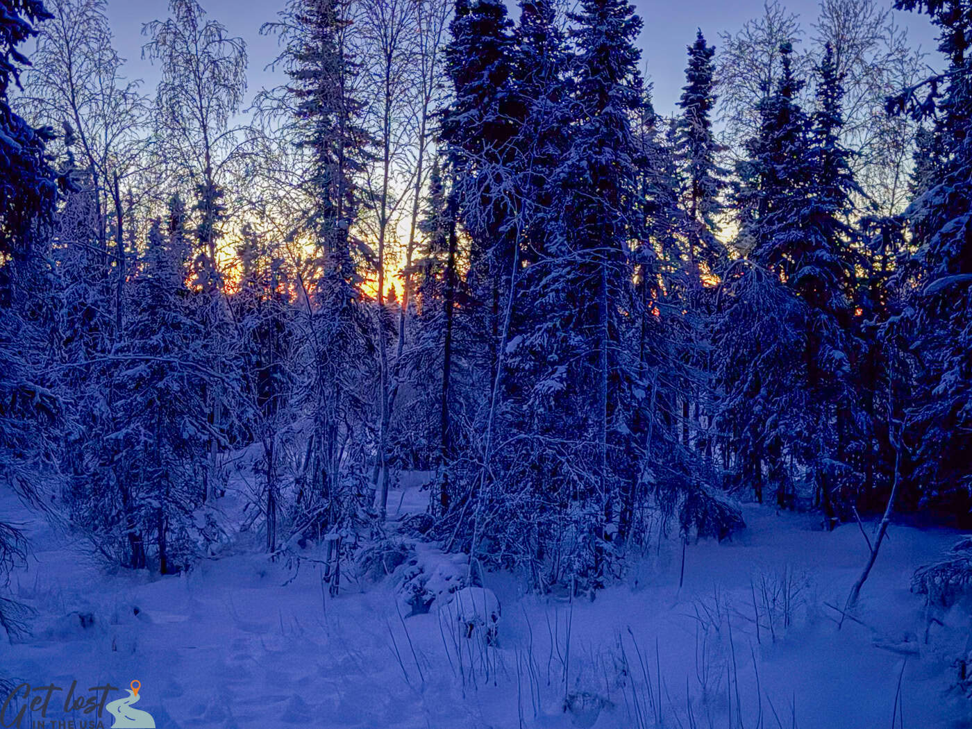 sunrise behind snowy trees at Borealis Basecamp.