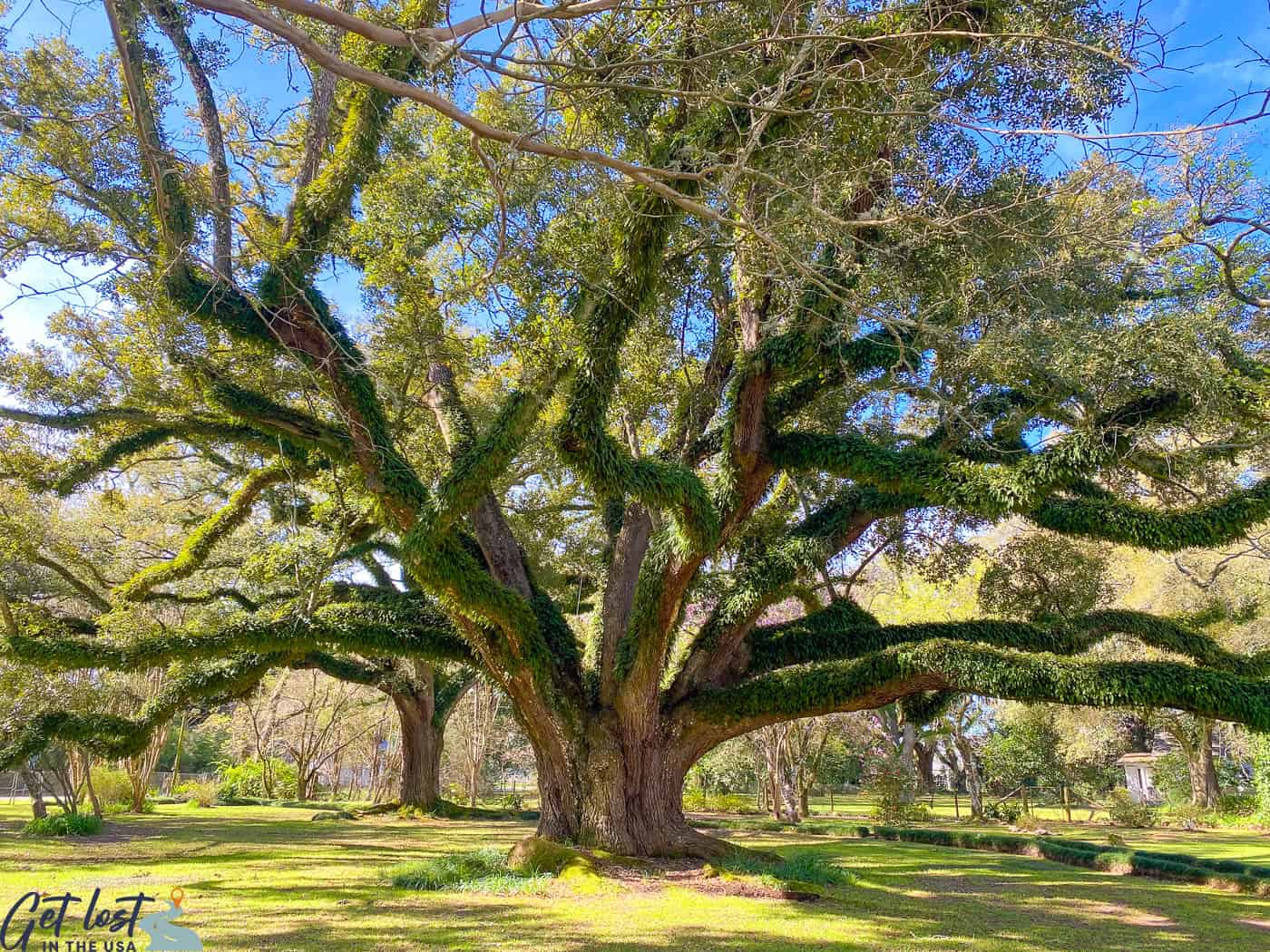 live oak tree in front of the Big House at Melrose Plantation.