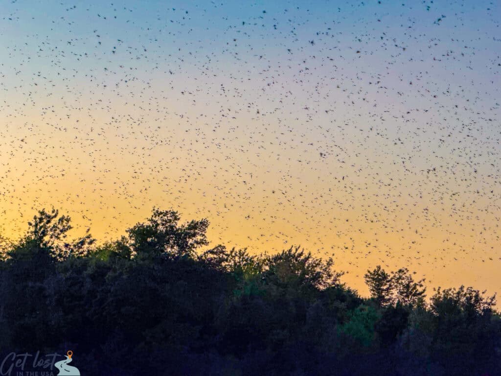 purple martins cover the sky over Bomb Island.