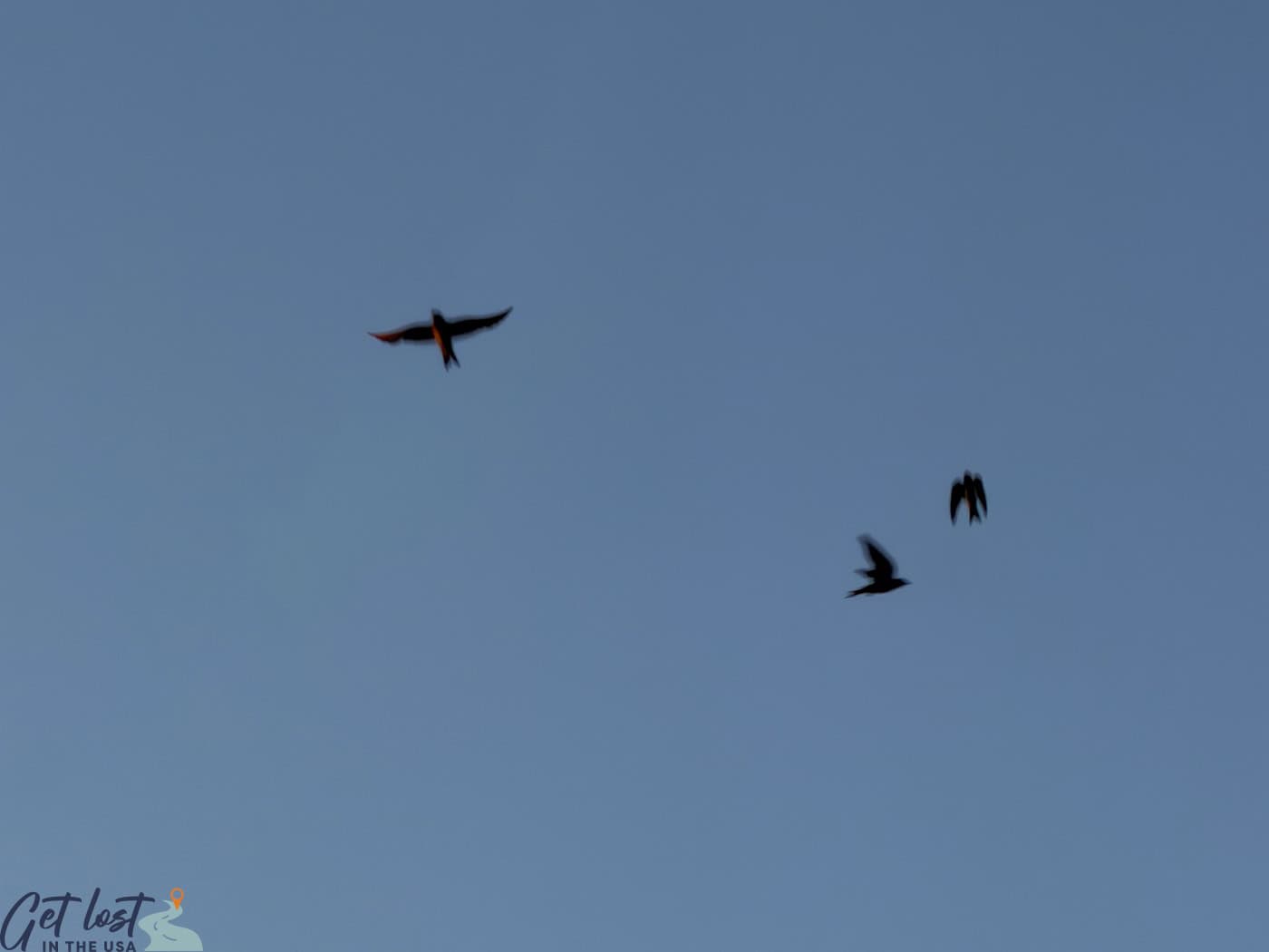 purple martins flying in sky.