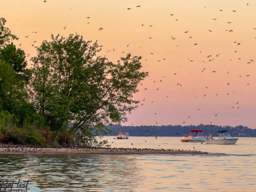 purple martins on Bomb Island - Lake Murray.
