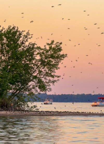 purple martins on Bomb Island - Lake Murray.