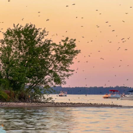 purple martins on Bomb Island - Lake Murray.