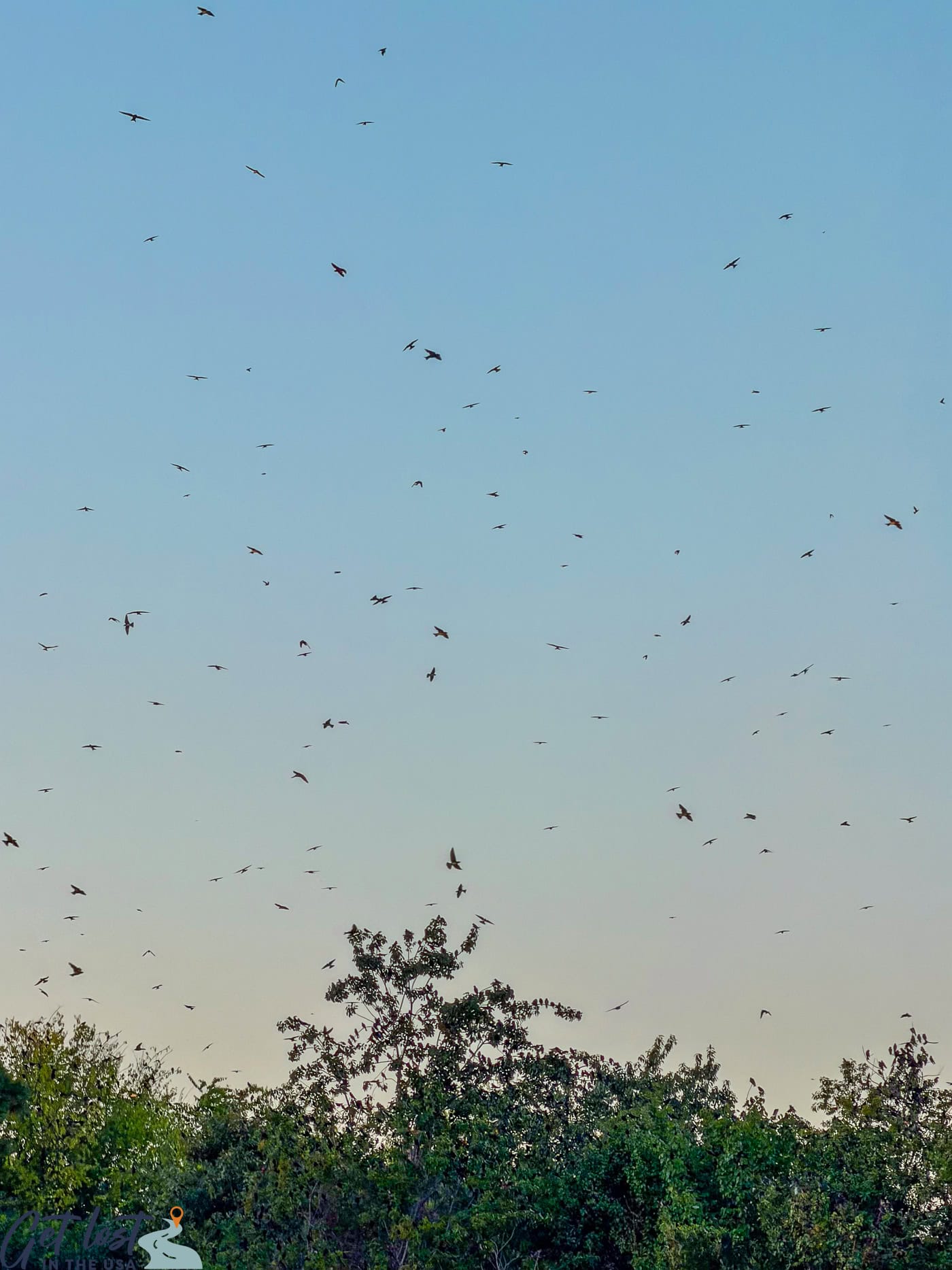 purple martins roosting on Lake Murray's Bomb Island.